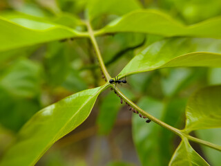 black ants (Camponotus japonicus), and aphids (Aphis fabae) on outdoor plant leaves