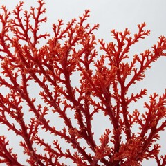  coral branch, showcasing its intricate structure and vibrant red color.