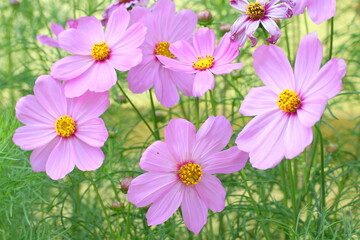 Pink Cosmos Flower blooming in the field