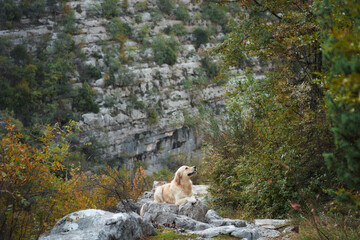 Fototapeta premium A Nova Scotia Duck Tolling Retriever rests on rocky terrain surrounded by a mix of greenery and cliffs. The peaceful and wild environment frames the dog's serene pose.