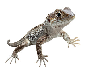 Naklejka premium Lizard with textured skin and prominent eyes, isolated on transparency background, showcasing its unique features and natural habitat