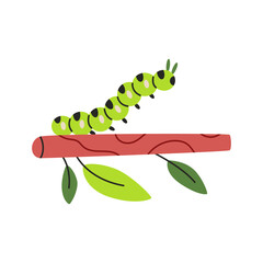 Green caterpillar insect