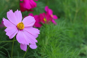 Pink and red Cosmos Flower blooming in the field