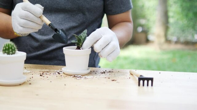 Gardening Enthusiast Carefully Repotting a Small Cactus in a White Pot with Gardening Tools on a Wooden Table in a Peaceful Outdoor Setting