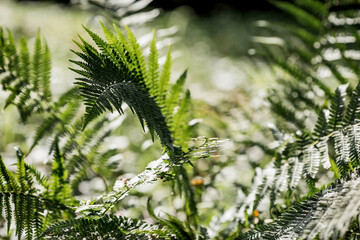 The background image is green. Natural, eco-friendly natural background. The texture of green fern...
