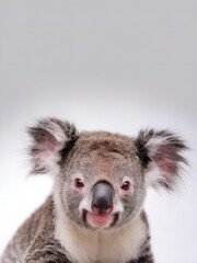 Portrait of a cute baby koala. A poster with white background. Nursery printable Wall Art Decor. Animal character print for kids room