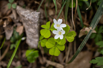 Oxalis acetosella. Small white spring flowers