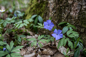 Vinca minor. Blue flowers in the forest. A bee on a flower collects nectar