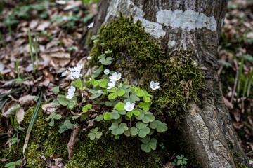 Oxalis acetosella. Small white spring flowers