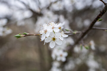 Spring flowering trees. White flowers in the garden. White plum tree flowers. Springtime