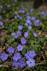 Vinca minor. Blue flowers in the forest. 
