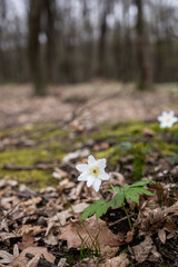 White flowers in the forest. Anemone flowers