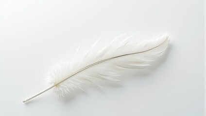 Obraz premium A solitary white feather rests on a pristine surface, its delicate form accentuated by a subtle brown stripe along its length, creating an elegant contrast
