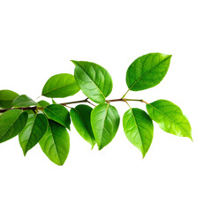 Vibrant Green Leaves on a Branch Against a Light Background