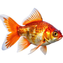 Vibrant Orange Goldfish with Flowing Fins and Scales