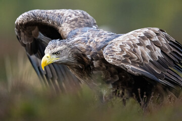 Eagle portrait in the bog