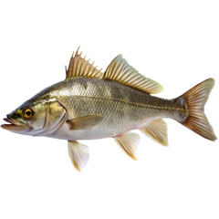 Obraz premium A Detailed Close Up of a Single SilverGray Fish with Yellowish Fins