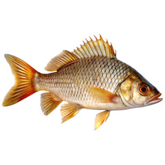 Naklejka premium A Detailed Closeup of a GoldenOrange Fish with Spiked Fins and Scaly Body