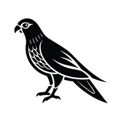 Obraz premium dove isolated on white