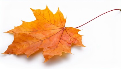 autumn maple leaf isolated single, design, 1, white, love, background, isolated, closeup, flower, nature, plant, leaf white background