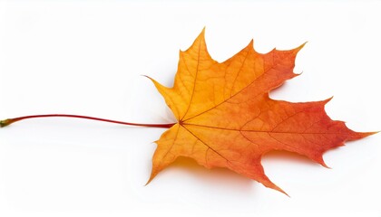 Obraz premium autumn maple leaf isolated single, design, 1, white, love, background, isolated, closeup, flower, nature, plant, leaf white background