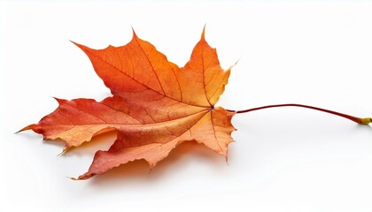 Fototapeta premium autumn maple leaf isolated single, design, 1, white, love, background, isolated, closeup, flower, nature, plant, leaf white background