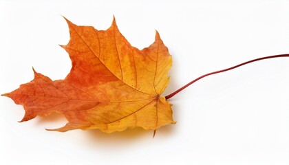 Obraz premium autumn maple leaf isolated single, design, 1, white, love, background, isolated, closeup, flower, nature, plant, leaf white background
