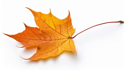autumn maple leaf isolated single, design, 1, white, love, background, isolated, closeup, flower, nature, plant, leaf white background