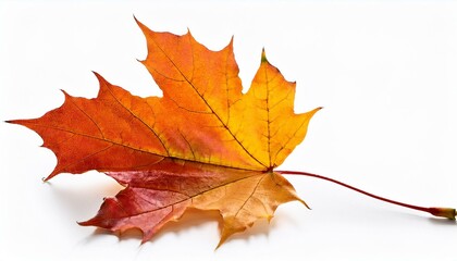 Fototapeta premium autumn maple leaf isolated single, design, 1, white, love, background, isolated, closeup, flower, nature, plant, leaf white background