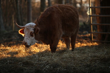 buffalo in the field