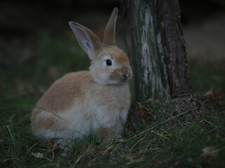 rabbit in the grass