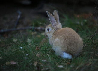 rabbit in the grass