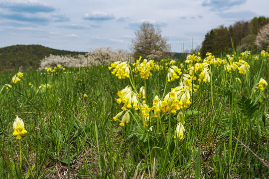 Close-up of flowering cowslips on a green meadow in Franconian Switzerland