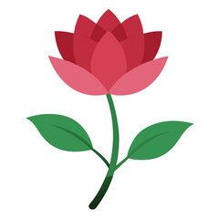 Elegant Red Rose Isolated on Crisp White Background