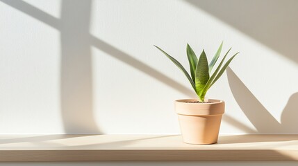 Fototapeta premium Sunlit potted plant on a shelf, displaying vibrant green leaves casting shadows on a minimalist white background.
