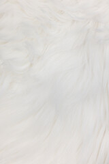 Full frame close up from white maine coon cat hair