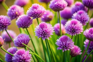 Fototapeta premium Overhead View of Blooming Chives, Purple Flowers, Culinary Herbs, Garden Fresh, Springtime