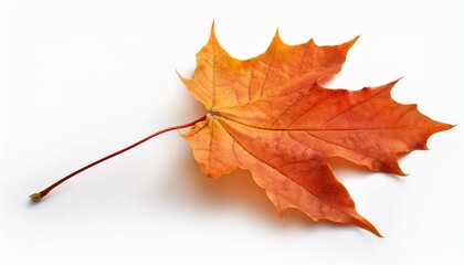 single, design, 1, white, love, background, isolated, closeup, flower, nature, plant, leaf
