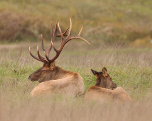 Obraz premium Love is in the Air Elk Rut Romance 7x8