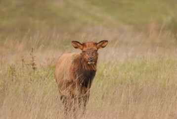 Adorable Elk Calf Calves Spike Babies Young