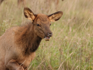 Adorable Elk Calf Calves Spike Babies Young