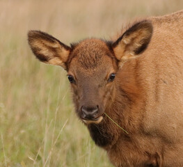 Adorable Elk Calf Calves Spike Babies Young