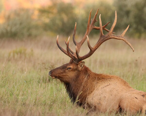 Majestic Elk Bull at Rest Peaceful 