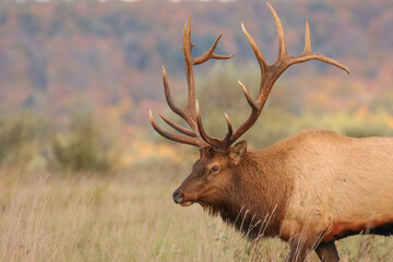 Fototapeta premium Rare Moment of Elk Rut Peace Regal Bull 6x7 7x7 
