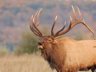 Powerful Elk Rut Haunting Otherwordly Bugle Flehmen Response
