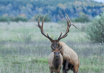 Love and Romance during the Elk Rut 