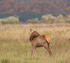 Adorable Elk Calf Calves Spike Babies Young