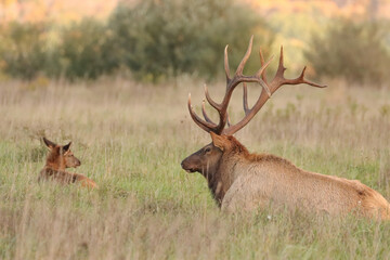 Majestic Elk Bull at Rest Peaceful 