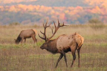 Fototapeta premium Love is in the Air Elk Rut Romance 7x8