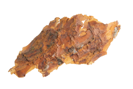 isolated pieces of pine bark	